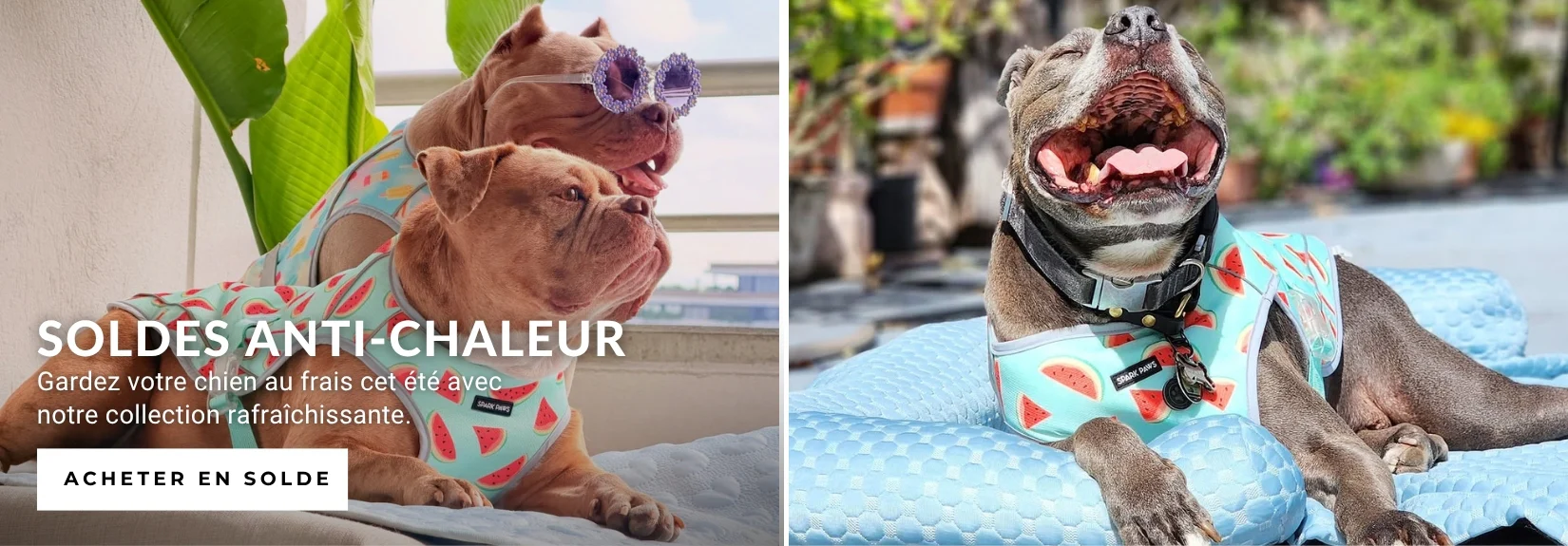 Style et Confort pour Chiens
